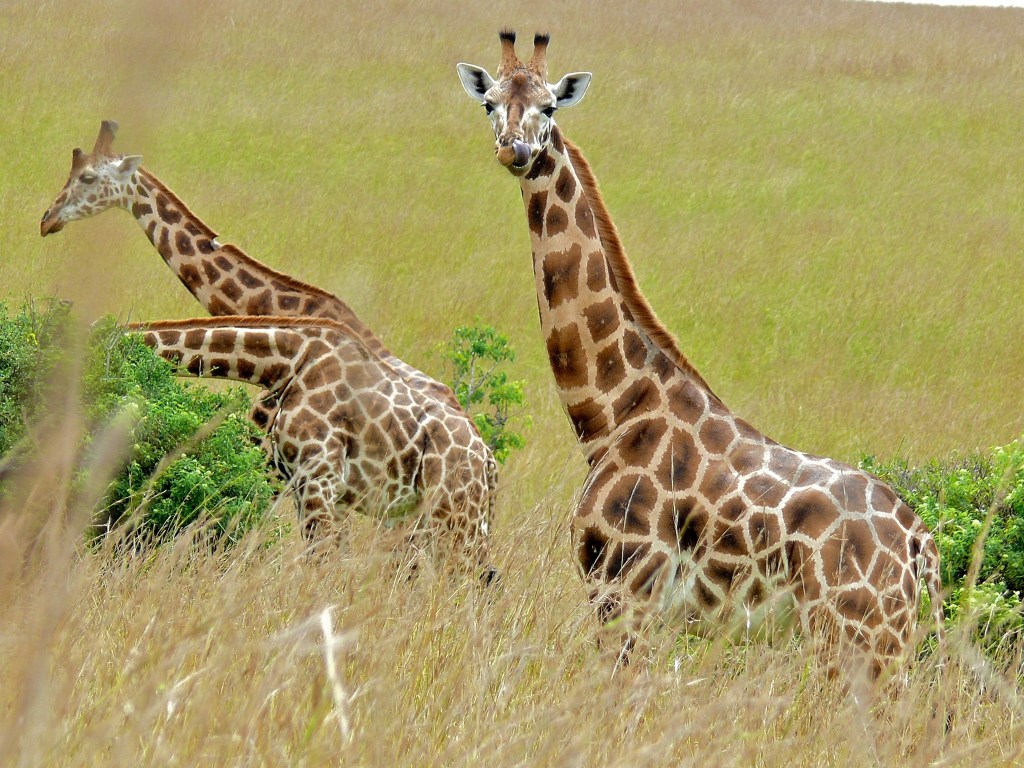 How Does Food Waste Threaten The Rothschild’s Giraffe?
