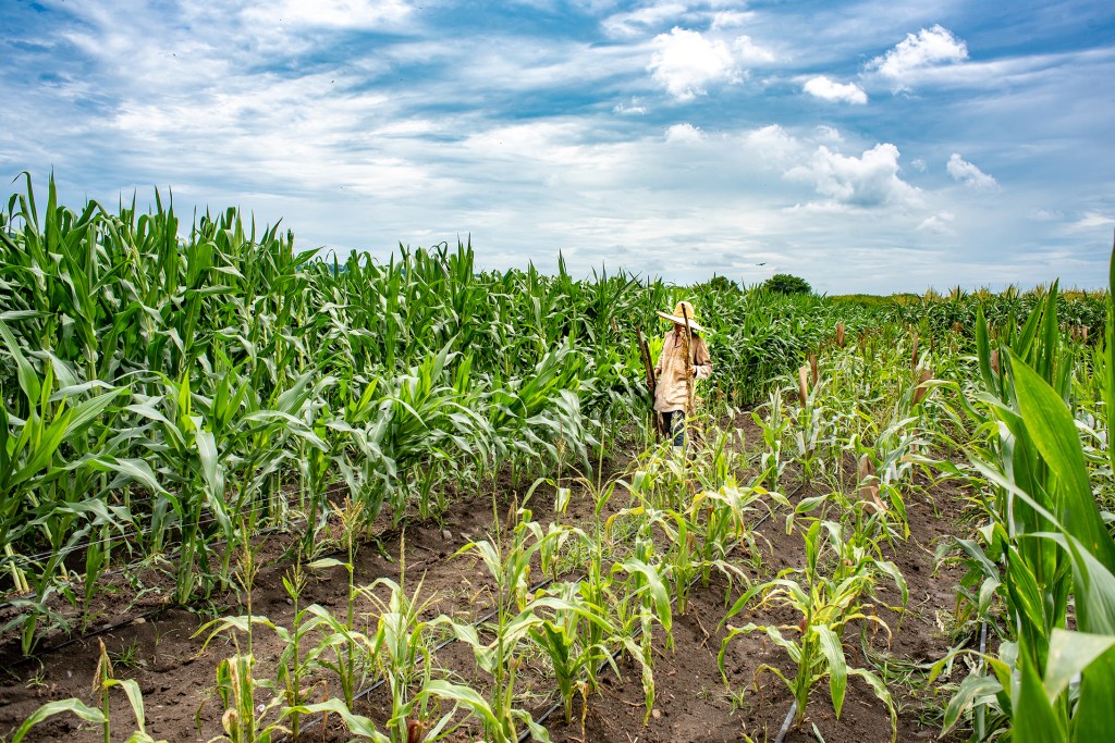 Agriculture is Science: An Interview with Dr. Simeon&nbsp;Ehui